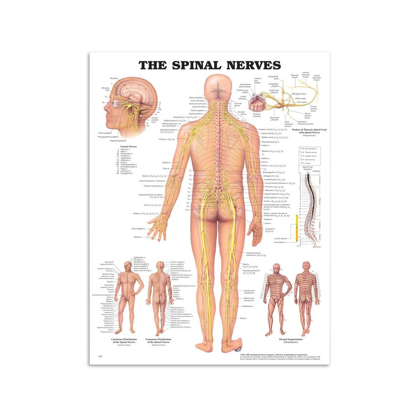Anatomie - Nerfs spinaux