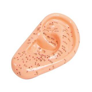 Modèle d'acupuncture Oreille 22 cm