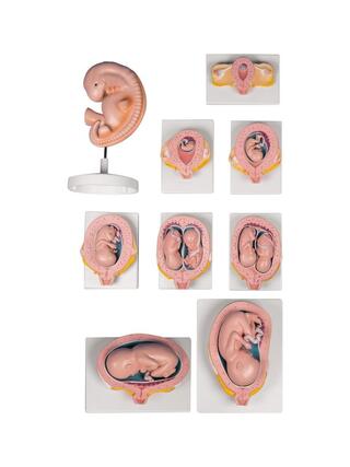 Coffret de 9 modèles de grossesse