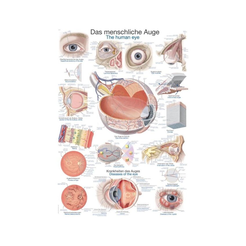 Affiche L'oeil humain, 50x70cm