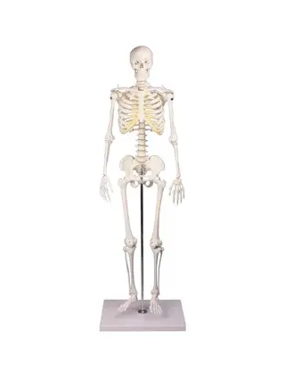 Squelette miniature 80 cm - Vide