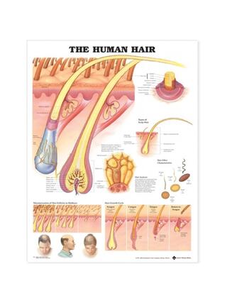 Affiche plastifiée sur les cheveux humains (anglais)