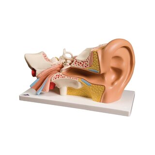 Modèle d'oreille, trois fois taille normale, 5 parties