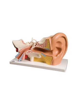 Modèle d'oreille, trois fois taille normale, 5 parties