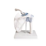 Articulation de l'épaule avec ligaments et support