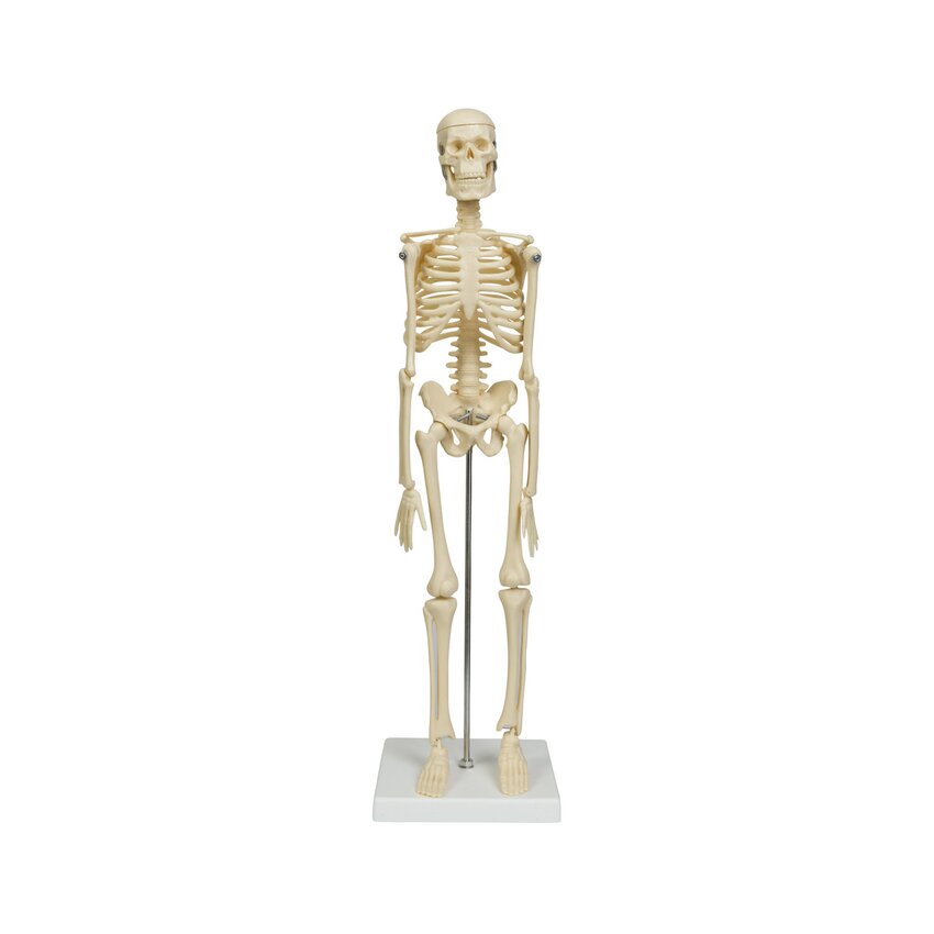 Mini modèle squelette 45 cm