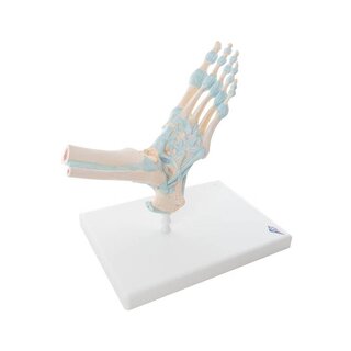 Squelette du pied avec ligaments