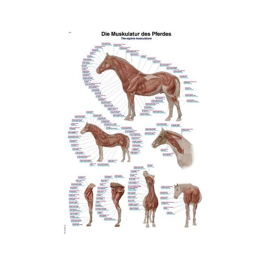 Affiche musculature du cheval 50x70 cm