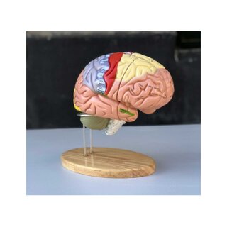 Grand modèle éducatif de cerveau avec couleurs, noms et en 5 parties sur le support