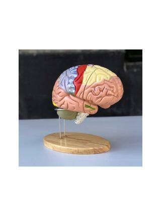 Grand modèle éducatif de cerveau avec couleurs, noms et en 5 parties sur le support