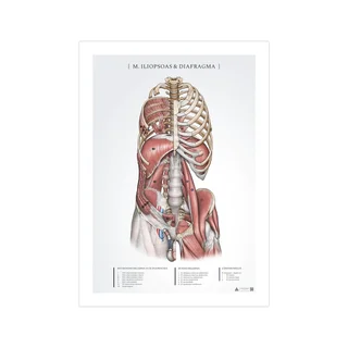 Affiche d'anatomie - Iliopsoas et diaphragme