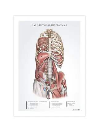 Affiche d'anatomie - Iliopsoas et diaphragme