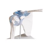 Articulation de l'épaule avec ligaments et support