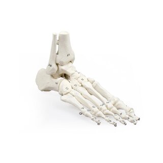 Squelette du pied avec insertion du tibia et du péroné, numéroté