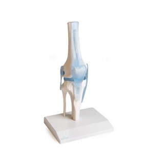 Articulation du genou avec ligaments et support