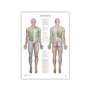 Dermatomes et zones d'innervation cutanée