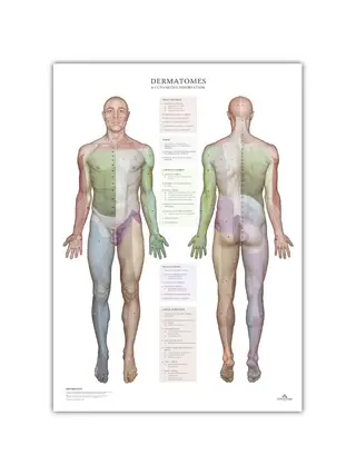 Dermatomes et zones d'innervation cutanée