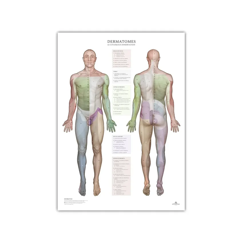 Dermatomes et zones d'innervation cutanée