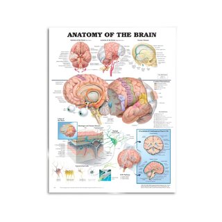 Affiche d'anatomie du cerveau