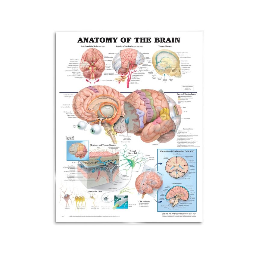 Affiche d'anatomie du cerveau