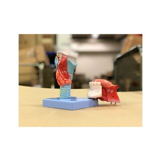 Modèle de gorge avec cou et langue en 5 parties