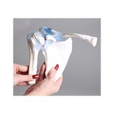 Articulation de l'épaule avec ligaments et support
