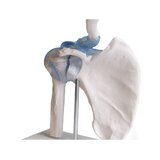 Articulation de l'épaule avec ligaments et support