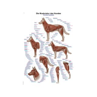 Affiche Musculature du chien 70x100 cm