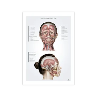 Muscles faciaux chez la femme, poster d'anatomie 50x70 mm