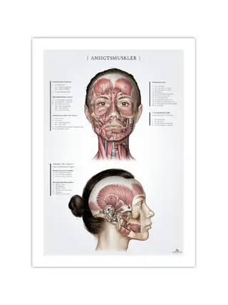 Muscles faciaux chez la femme, poster d'anatomie 50x70 mm