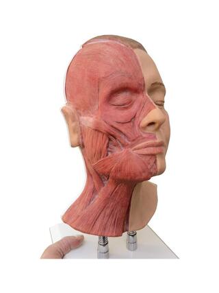 Tête pour injections faciales, muscles semi-latéraux