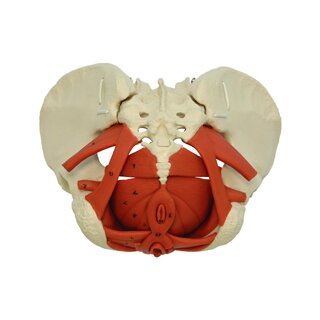 Modèle de bassin féminin avec plancher pelvien