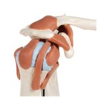 Modèle d'épaule flexible avec ligaments et surfaces articulaires colorées
