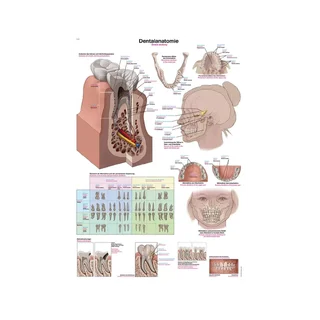 Affiche Anatomie dentaire 50x70cm