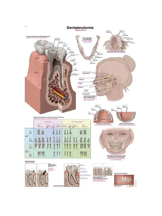 Affiche Anatomie dentaire 50x70cm