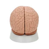 Moulage classique du cerveau réel