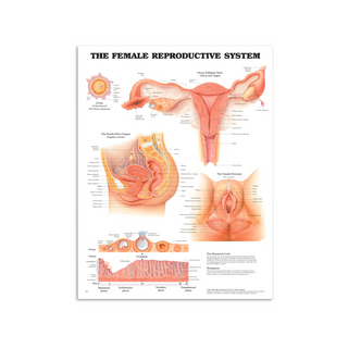 Affiche sur les organes génitaux féminins
