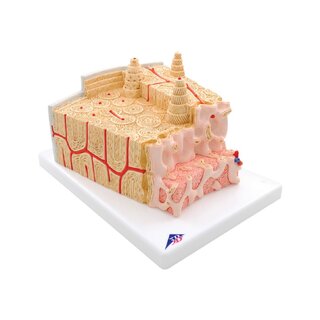 Tissu osseux au microscope