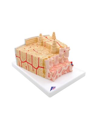 Tissu osseux au microscope