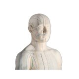 Modèle d'acupuncture 70 cm pour usage professionnel