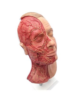 Dirigez-vous vers des injections faciales avec des muscles, des artères et des nerfs