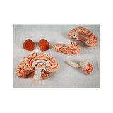 Cerveau en 8 parties avec artères dans la tête divisée