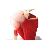 Modèle d'épaule avec muscles et ligaments