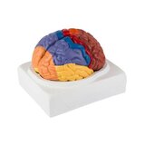 Modèle éducatif du cerveau coloré en deux parties