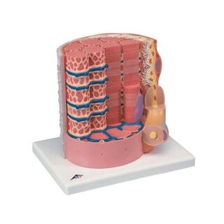 Modèle extrêmement détaillé d'une fibre musculaire