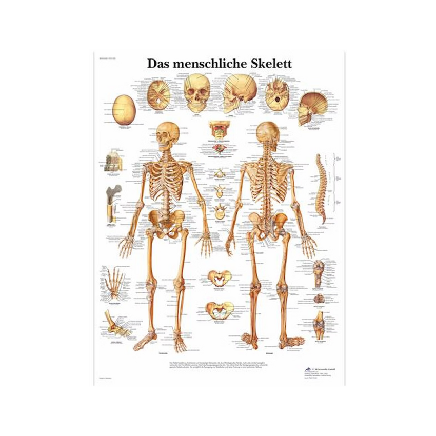 Affiche squelette pur latin 51x67 cm