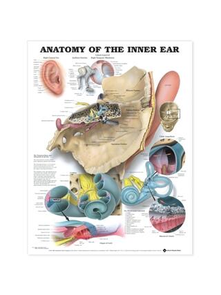 Anatomie de l'oreille interne (L'oreille interne)