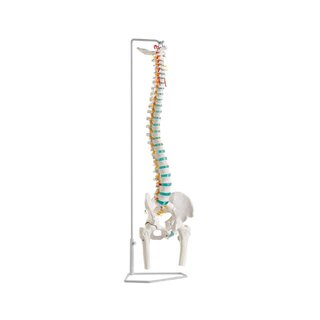 Colonne vertébrale flexible avec têtes fémorales