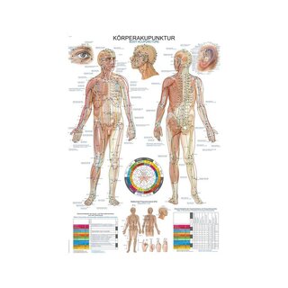 Acupuncture (acupuncture) latin, anglais et allemand 50x70 cm