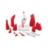 Modèle de genou avec muscle en 12 parties